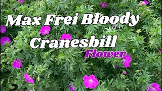 Max Frei Bloody  Cranesbill Flower [upl. by Alimak576]