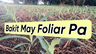 Why Use Foliar Fertilizer for Corn [upl. by Avictor]