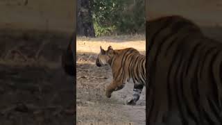 Tiger Sighting At Bandhavgarh Tiger Reserve Madhya Pradesh  Tiger Spotted At Tala Zone Bandhavgarh [upl. by Lowndes]