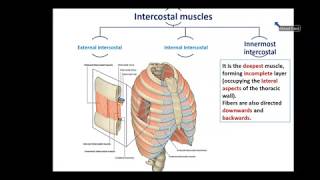 Overview of Thorax 1  Thoracic Wall  Dr Ahmed Farid [upl. by Cyrano19]