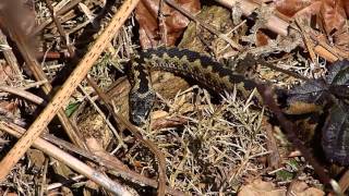 Adders on Kelling Heath edited version [upl. by Valerye854]