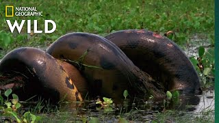 Anaconda Devours Huge Meal  Monster Snakes [upl. by Mary]