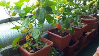 Balkon Garten Gemüse KW42  Urban Gardening  Paprikaparade  Last Tomato Standing [upl. by Nima]