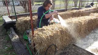 STRAW BALE GARDENINGDAY 1  CONDITIONING THE BALES [upl. by Shiverick]