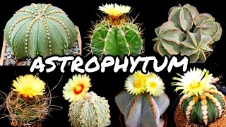 30 VARIEDADES DE CACTOS DO GÊNERO ASTROPHYTUM PARA IDENTIFICAÇÃO  CACTUS TV [upl. by Lukash]