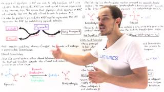 Ethanol and Lactic Acid Fermentation [upl. by Neelsaj]