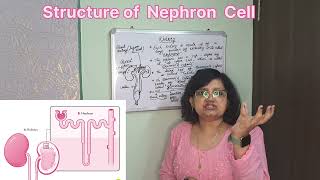 Life Processes Structure of Nephron Cell  Class 10 [upl. by Ecitsuj]