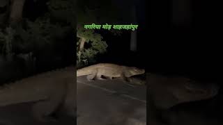 बाढ़ से आए मगरमच्छ 🐊 अब रास्तों में घूम रहे हैं । shorts viral video spn आखिरी में किसको खा गया😱 [upl. by Neerac]