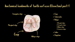 Anatomical Landmarks of Tooth Surfaces Elevation Part1 [upl. by Rhodia123]