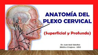 🥇 PLEXO CERVICAL Anatomía Superficial y Profundo Fácil Rápido y Sencillo [upl. by Maillw]