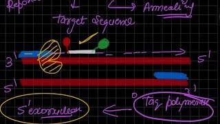 Taq Man Assay Real time PCR [upl. by Enaillil911]