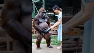 Gorilla best husband 🤩❤️😅🤣😂😁👍funny sorts trending best viralvideo [upl. by Aimehs]