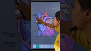 cardiology hearthealth bloodcirculation and medicalsciencesystole diastole bloodpressure [upl. by Decca]