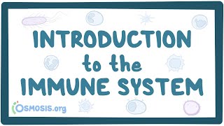 Introduction to the immune system [upl. by Enrichetta320]