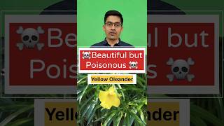 Yellow Oleander पिली कनेर Beautiful but Poisonous Watch to stay safe and aware oleander poison [upl. by Pauly]