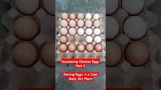 Incubating Chicken Eggs Part 3  Storing Eggs in a Cool Dark Dry Place [upl. by Teirrah]