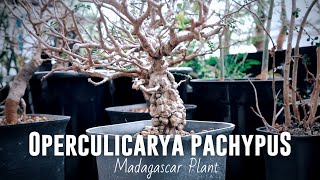 Operculicarya Pachypus  Natural Bonsai Dari Madagascar [upl. by Anelehs444]