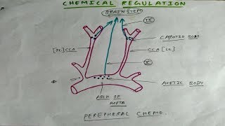 Regulation of respiration 3  Chemical Regulation  TCML [upl. by Lada]