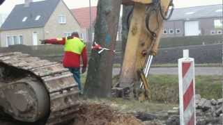 bomen aan de Vaartweg [upl. by Nirtiac]