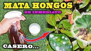 COMO ELIMINAR MOSQUITOS DE LAS PLANTAS  JARDIN DE LA CHITA [upl. by Barbee606]