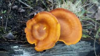 Pleurote de lolivier ou Clitocybe de lolivier Omphalotus olearius un champignon mortel [upl. by Chickie]