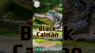 🐊Black Caiman facts distribution amp population  BioDB biodb animals reels shorts fyp crocs [upl. by Lorrac571]