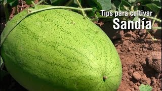 Tips para cultivar SANDÍA [upl. by Tnelc]