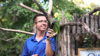 Parrot singing quotOld MacDonald Had a Farmquot at the Dallas Zoo [upl. by Roye701]