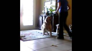 Control dogs when doorbell rings [upl. by Llecrup]