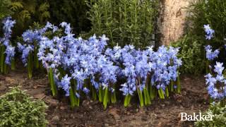 Timelapse  Siberian Squill [upl. by Nahej101]