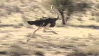 Ostrich Running [upl. by Wobniar]