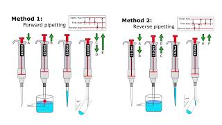 Forward Pipetting vs Reverse Pipetting [upl. by Lucie]