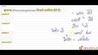 श्वासरन्ध्र Pneumatophores किसमें उपस्थित होते हैं [upl. by Lark]