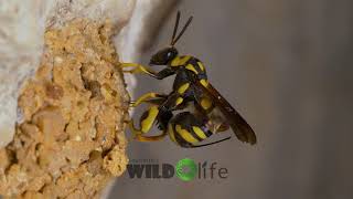 Chalcid wasp [upl. by Neih]