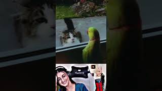 Chal bahaar nikal teri setting karwa du 😾 payal gaming reaction funny video shorts comedy yt [upl. by Jermaine]