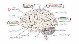 Localizing Neurologic Lesions  Localising lesions l •second video [upl. by Yht444]