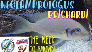 Neolamprologus Brichardi profile [upl. by Ahsok]