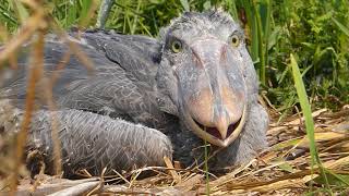 Shoebill Chick [upl. by Sixla]