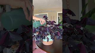 How I care for my oxalis triangularis oxalistriangularis plantcare [upl. by Noreh]