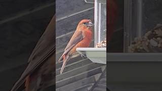 Red Crossbill Bird oregon birds Crossbill [upl. by Gerik]