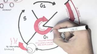 Cell Cycle Overview Interphase [upl. by Sadoff]