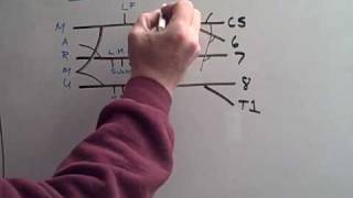 Draw the Brachial Plexus in 10 seconds [upl. by Yerggoeg]