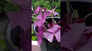 Butterfly plant gardenplant garden [upl. by Ttocs585]