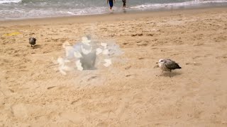 EXPLODING SEAGULL  CGI VFX [upl. by Nnoryt]