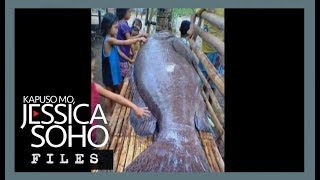 KMJS Mystery behind Antiques giant grouper fish explained [upl. by Peper]