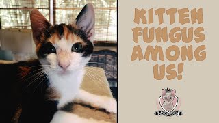 Kitten Ringworm Emergency 🚨 Fast amp Safe Home Treatment [upl. by Kora]