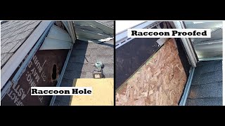 Raccoons Siding amp Celotex  Making Raccoon Proof [upl. by Gnol]