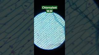 Chloroplast WM Under Microscopeshorts [upl. by Neelsaj]