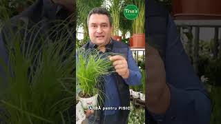 IARBA PENTRU PISICI  Floraria Trias [upl. by Haiacim]