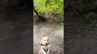 Mon Golden découvre un paradis d’automne goldenretriever shorts compagnie [upl. by Jordans]